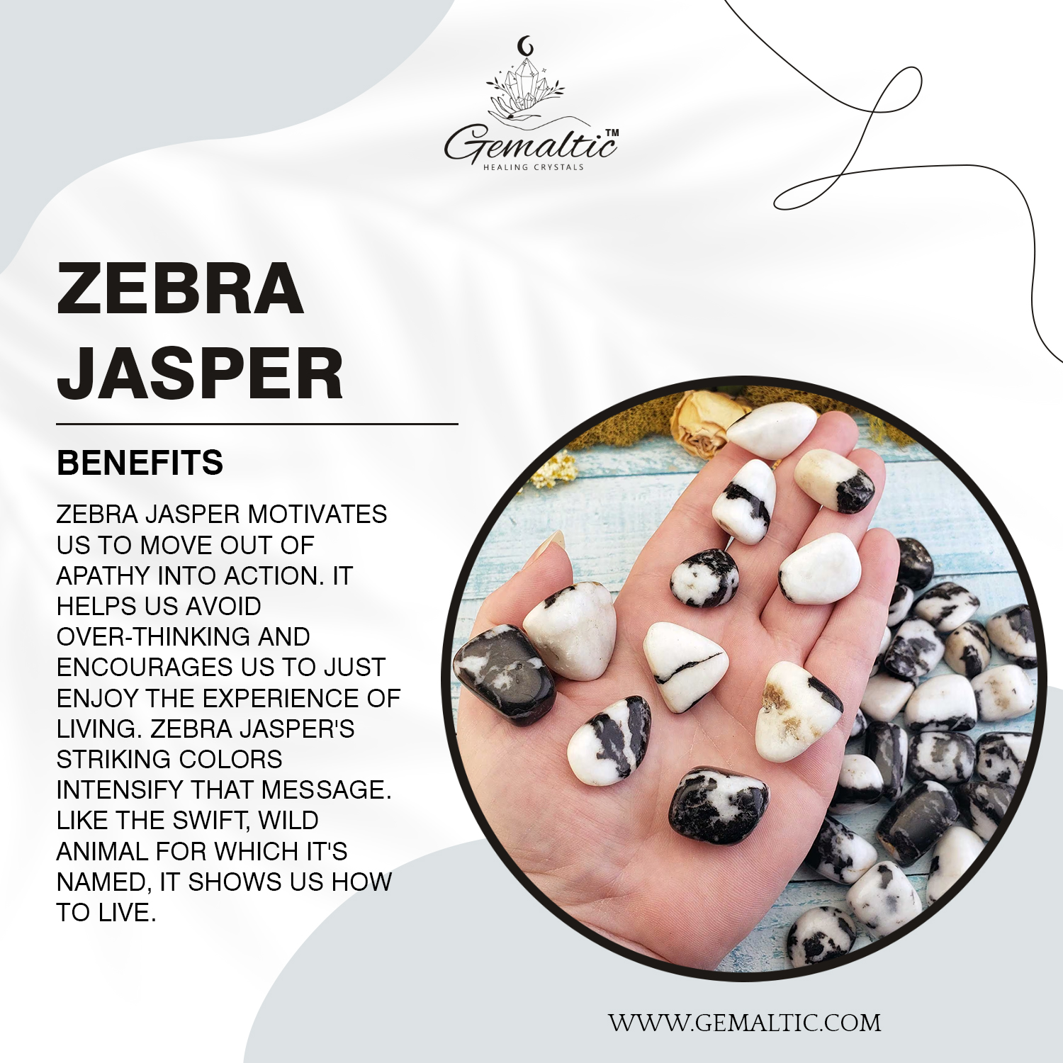 Zebra Jasper