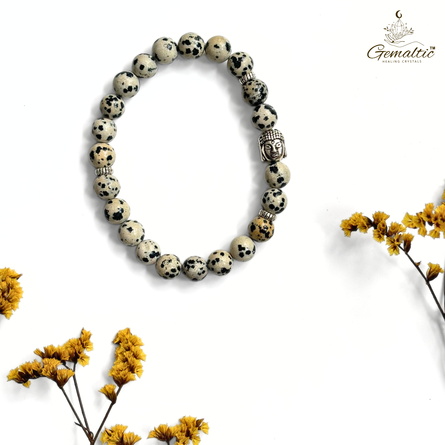 Dalmatian Jasper 1